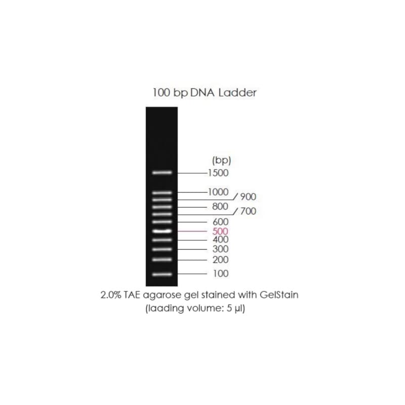 Маркеры длины ДНК 100bp DNA Ladder (11 фрагментов от 100 до 1500 п.н.)